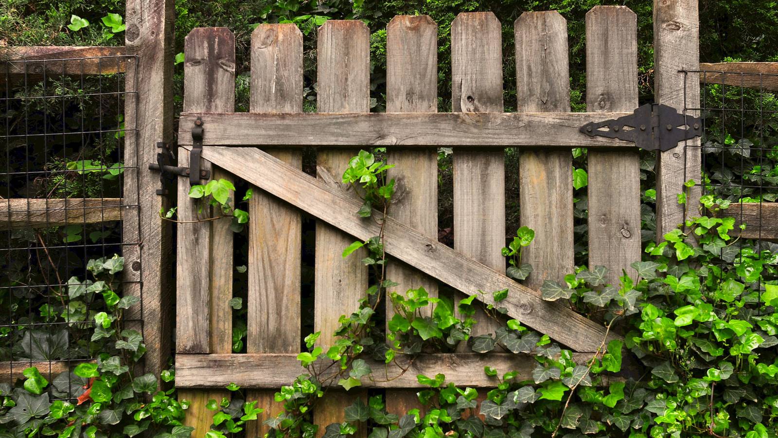 Does Vinegar Kill Ivy and How to Properly Use It?