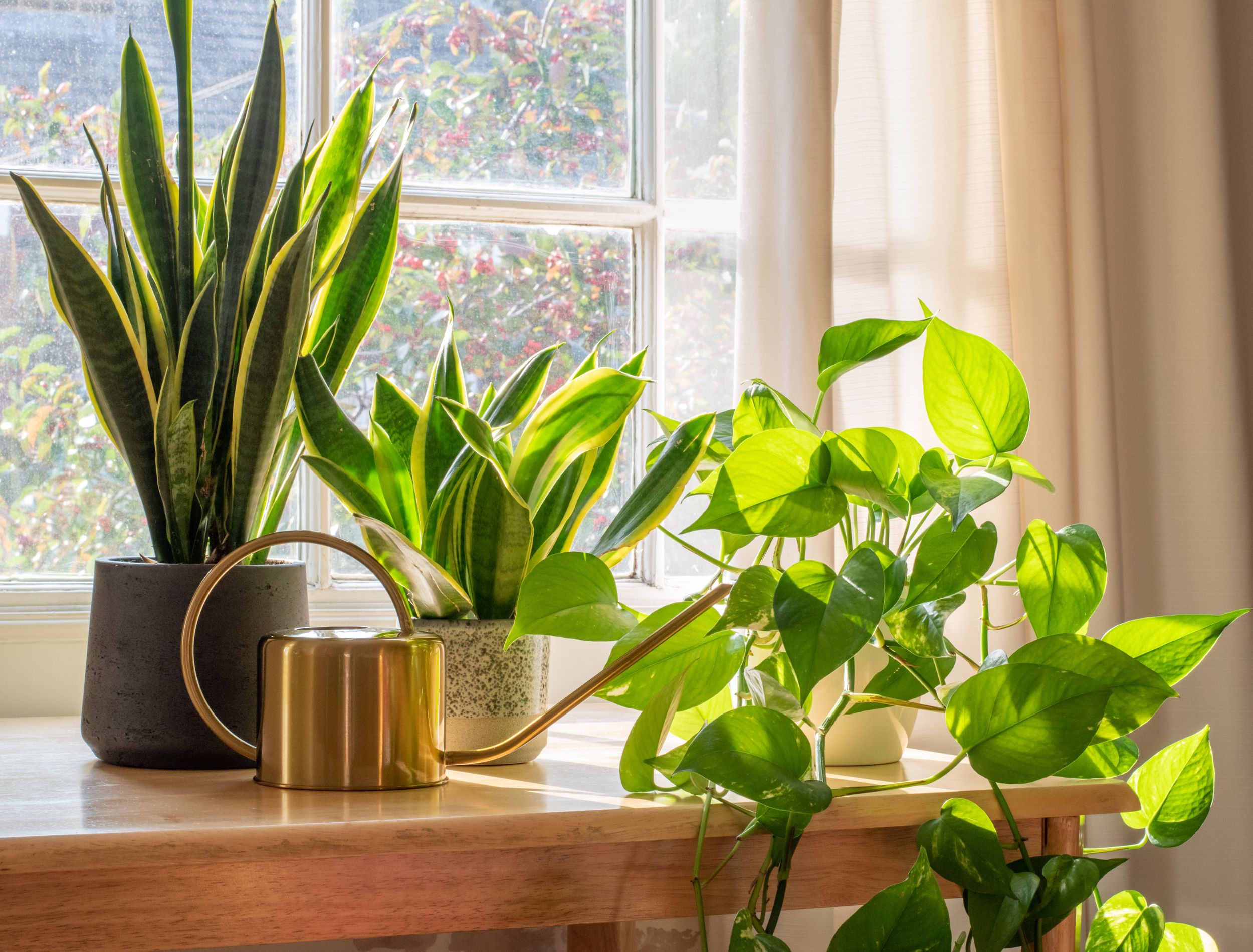 black jaguar snake plant Black Coral Green Snake Plant - 6