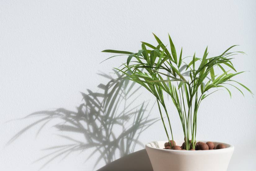chinese jasmine plant Asiatic Jasmine – Lichtenfelt's main image 1