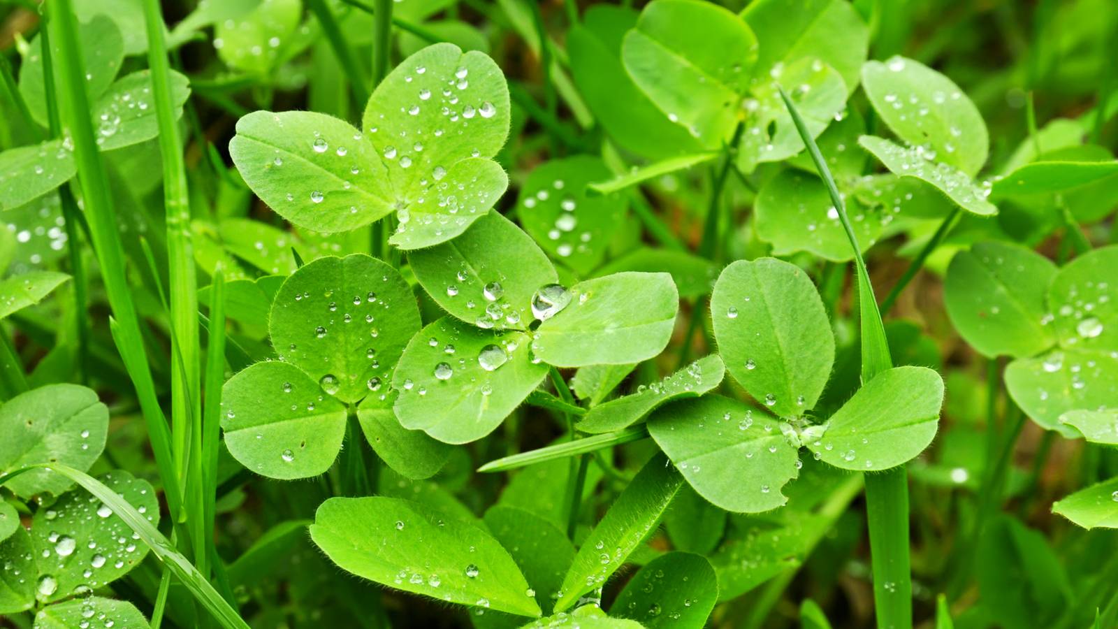 Why You Should Not Kill Clovers in Your Yard