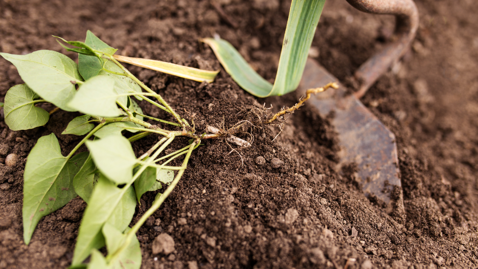 7 Weeding Mistakes That Make Gardening Harder