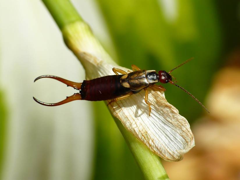 How To Get Rid of Earwigs in Your Garden