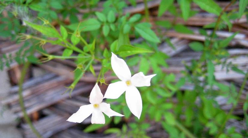 9 Fast-Growing Climbing Plants To Add To Your Outdoor Space