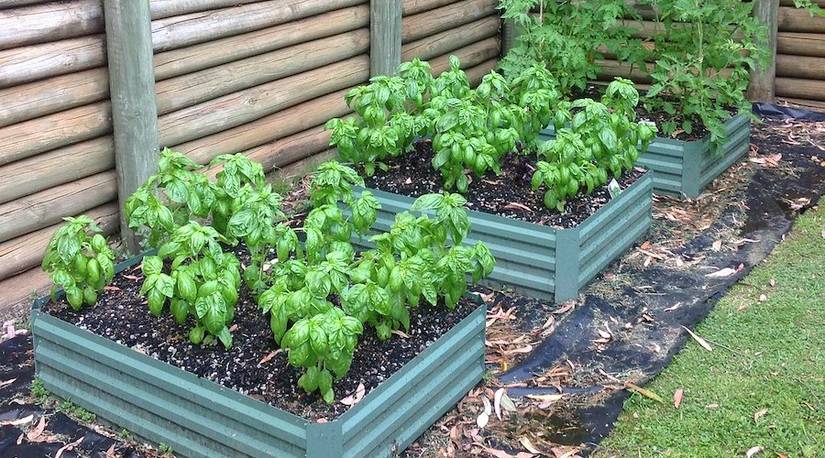 best vegetables to grow at home 10 Best Vegetables to Grow at Home for Fresh Produce
