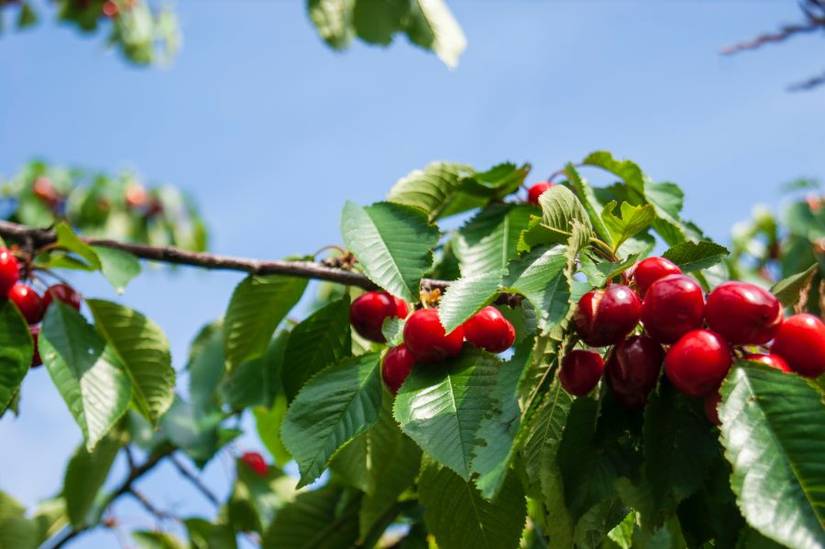 How To Properly Prune Your Cherry Tree