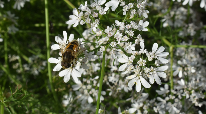 10 Natural Pest Deterrents You Can Plant in Your Garden