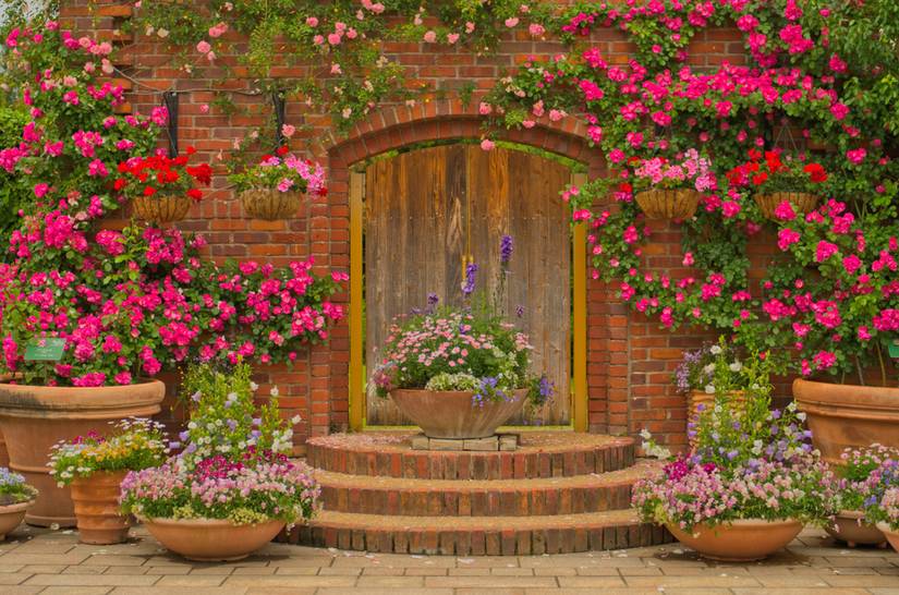 5 of the Most Beautiful Roses You Can Grow in Containers