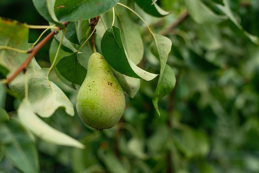 Growing Pear Trees: How To Care For and Prune