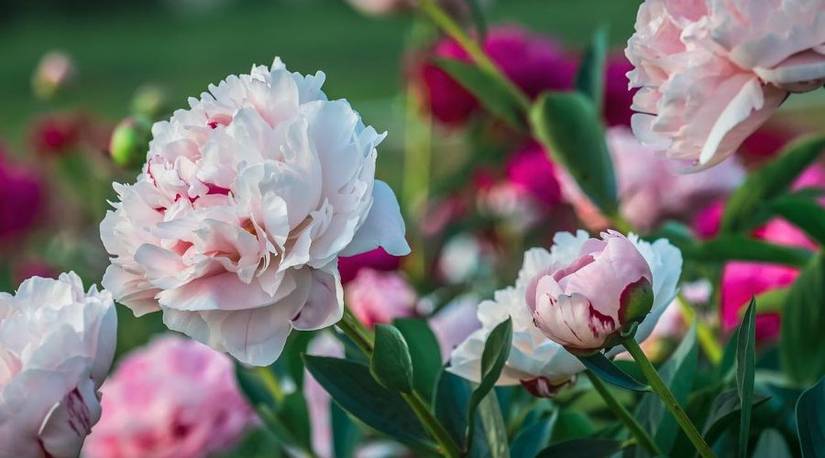 How to Grow and Care for Peonies