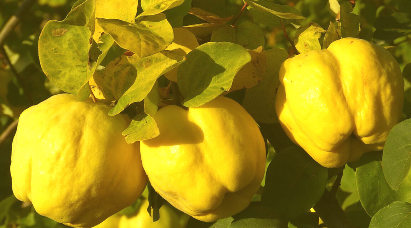 9 Fruit Trees To Grow In Your Home Garden
