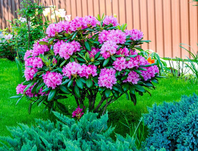 Add These 10 Hardy Perennials to Your Garden for a Pop of Color