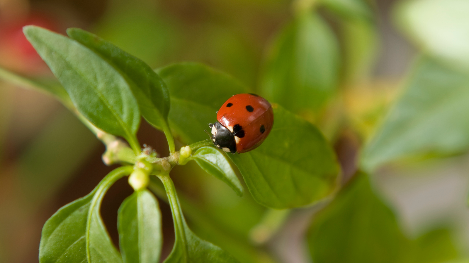 23 Beneficial Insects and How They Support Your Garden