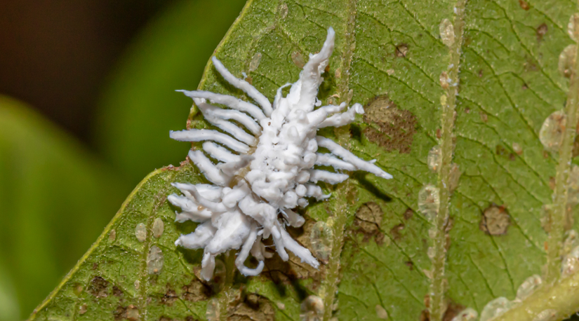 23 Beneficial Insects and How They Support Your Garden