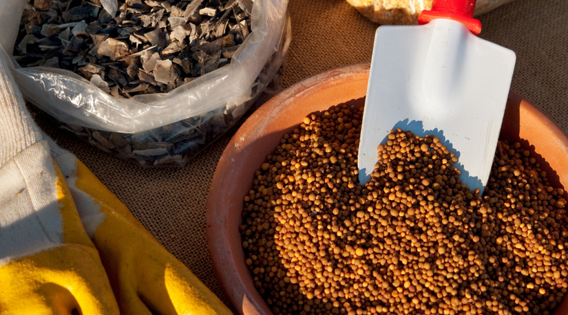 herb seeds for planting Ultimate Medicinal Herb Collection main image 0