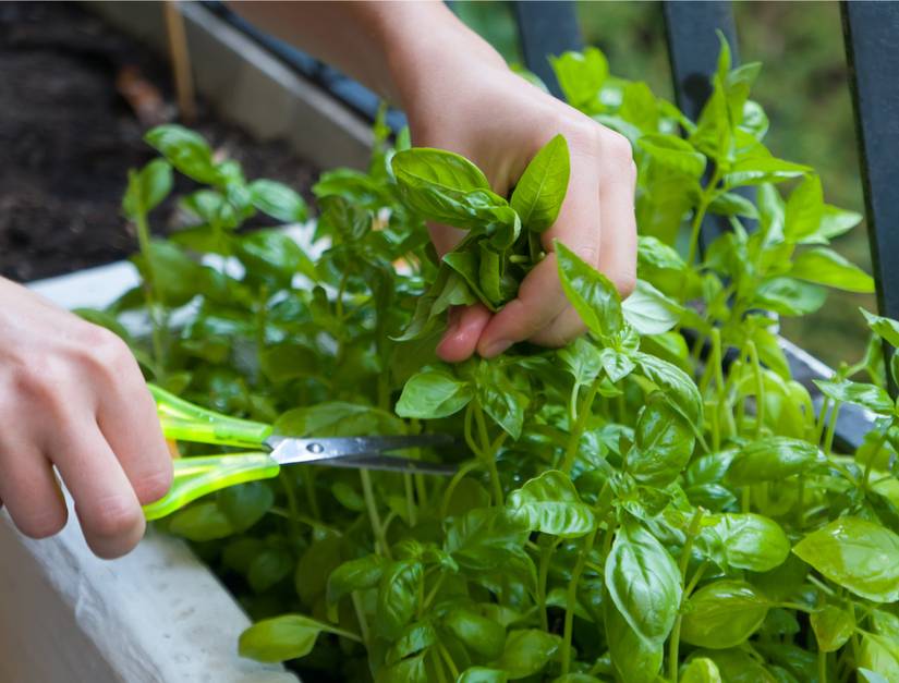 5 Benefits of Growing Basil in Your Home