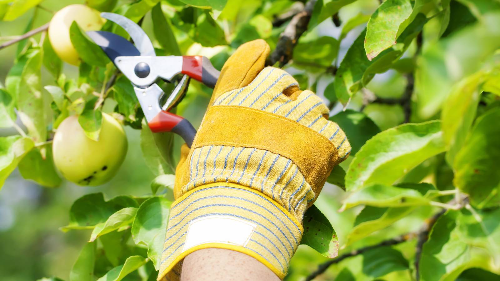 How to Prune an Apple Tree
