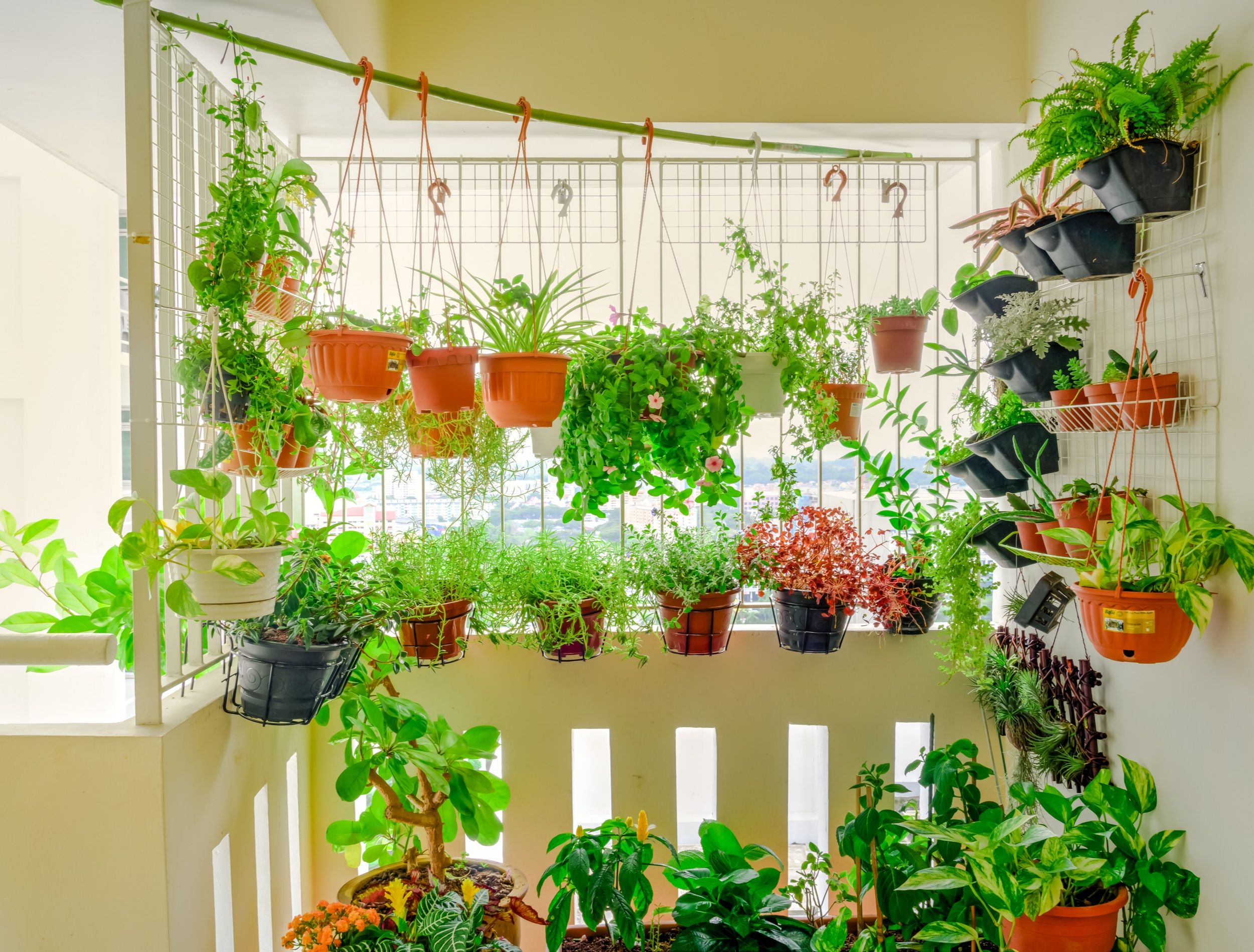 5 Best Vegetables You Can Grow in Hanging Baskets