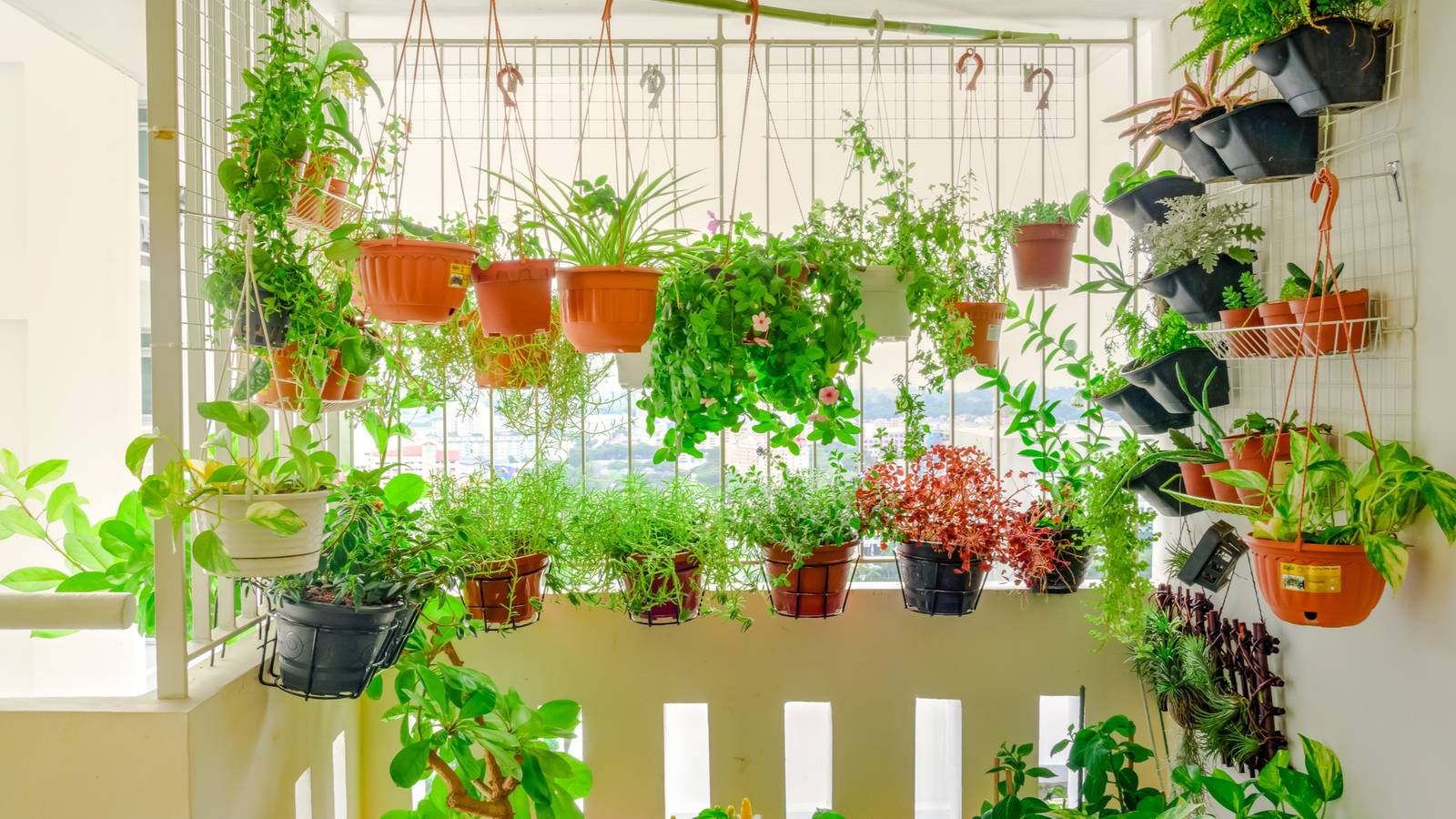 5 Best Vegetables You Can Grow in Hanging Baskets