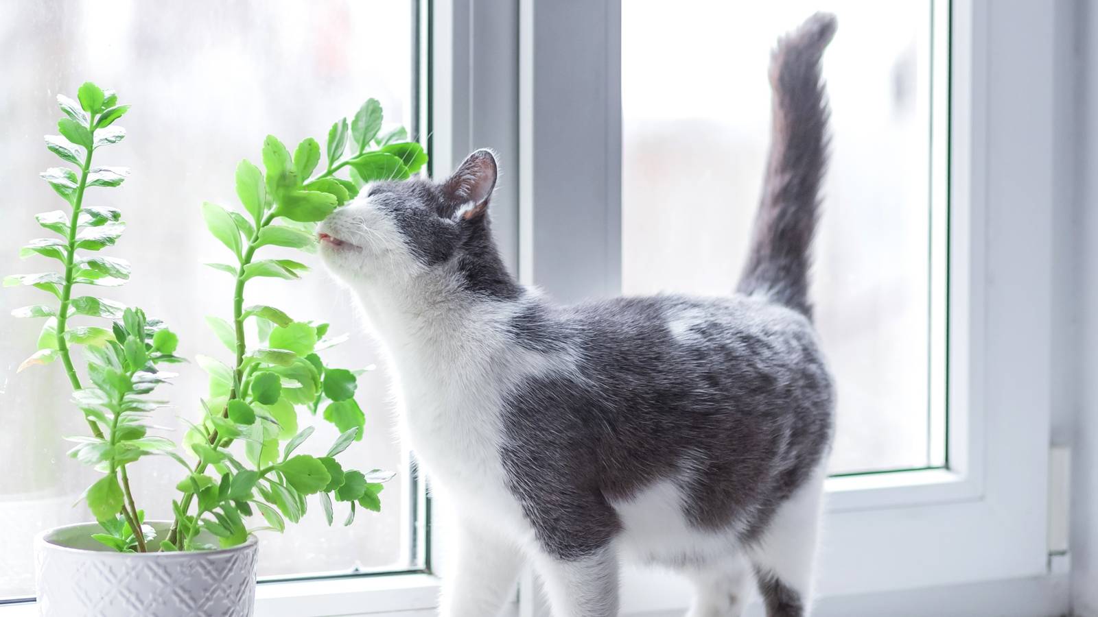 For Cats How Do I Stop My Cat From Eating My Plants Natural Ways To Keep