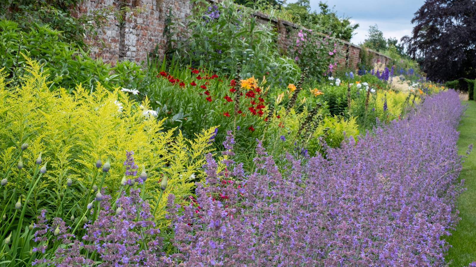 How to Grow and Care for Catmint