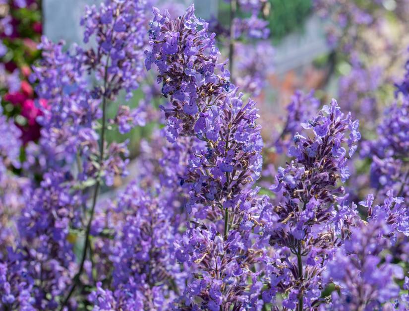 How to Grow and Care for Catmint