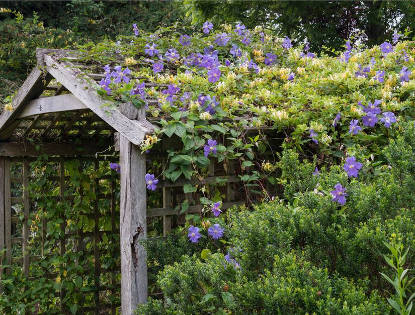 9 Fast-Growing Climbing Plants To Add To Your Outdoor Space