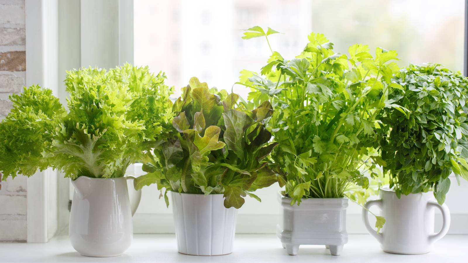 The Best Herbs To Plant Together in Containers
