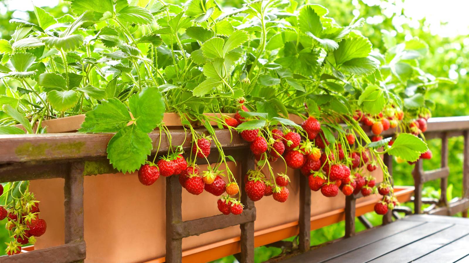 7 Healing Berry Bushes to Add to Your Garden