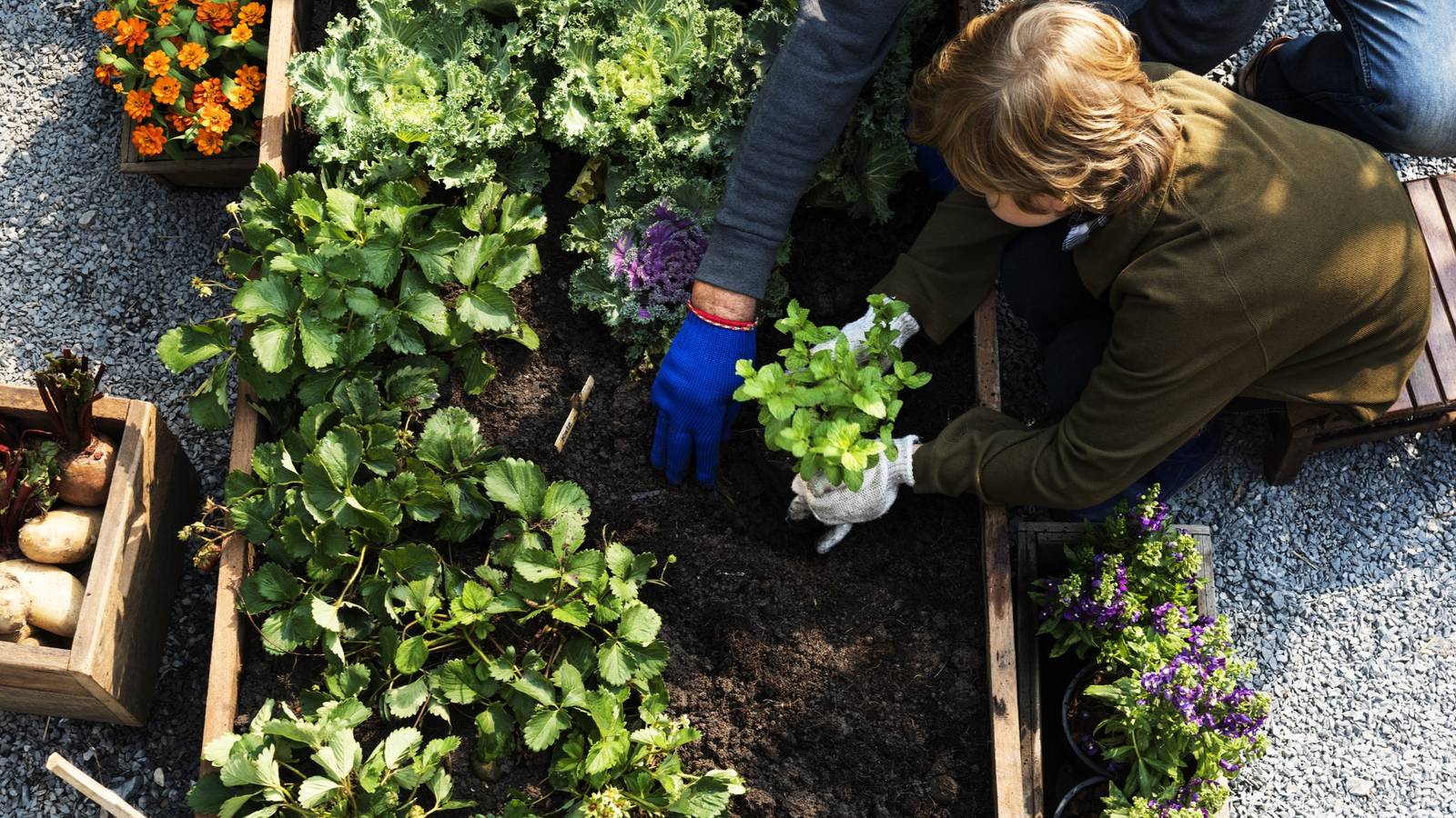 What Vegetables Should Not Be Planted Next to Each Other in a Garden?