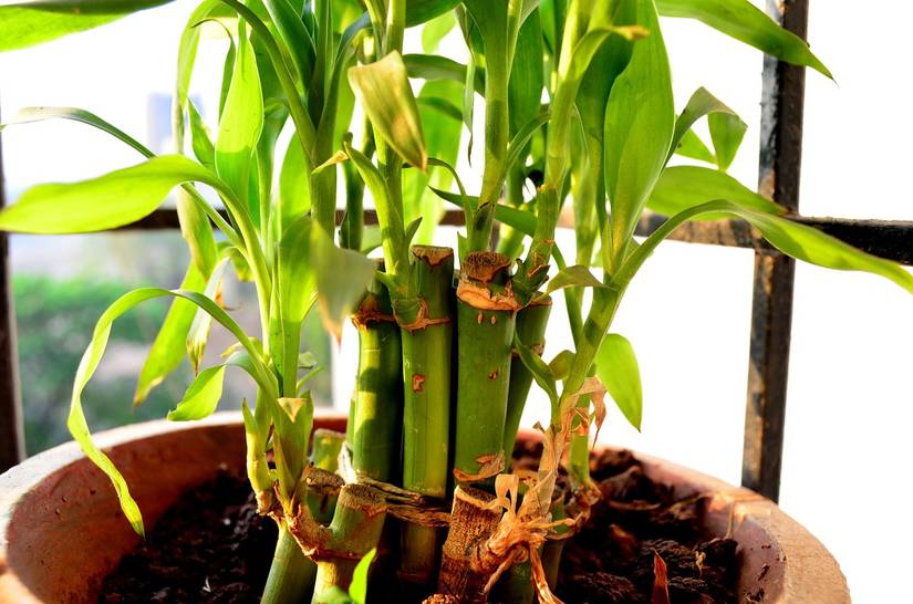 How To Care For Your Bamboo Plant