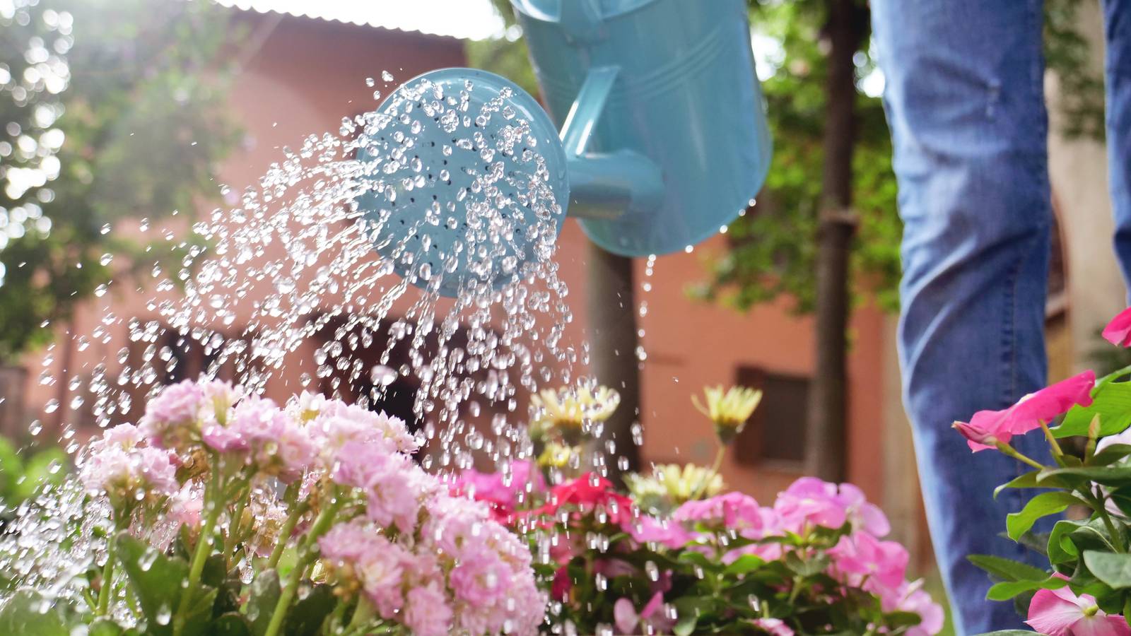 woman in her garden, water with a blue watering can of colored flowers