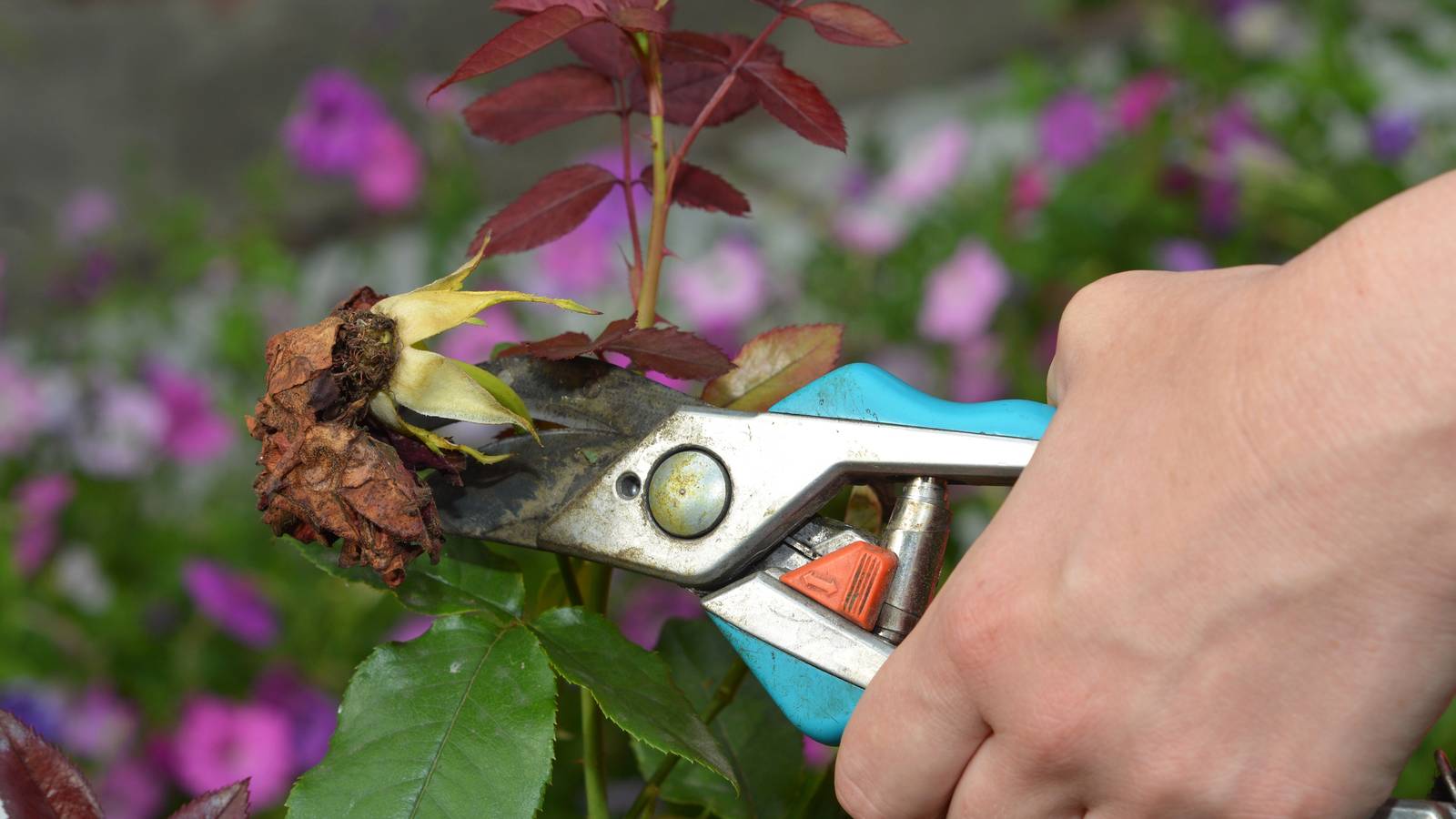 Why You Should Be Deadheading Plants