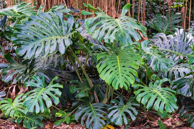 philodendron lighting Philodendron Lemon Lime (6 Inch) – Outside In main image 1