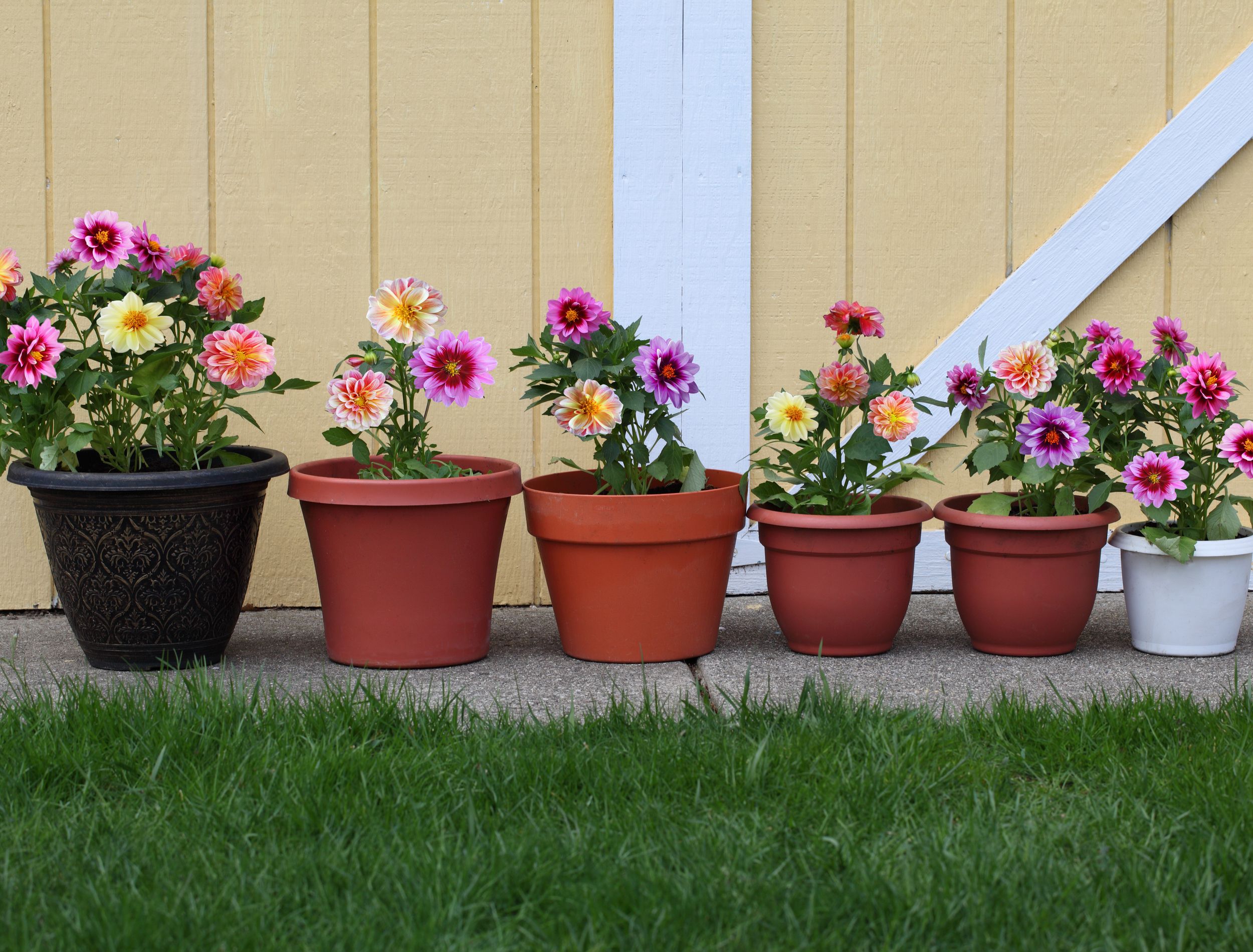 How To Grow Dahlias in Pots