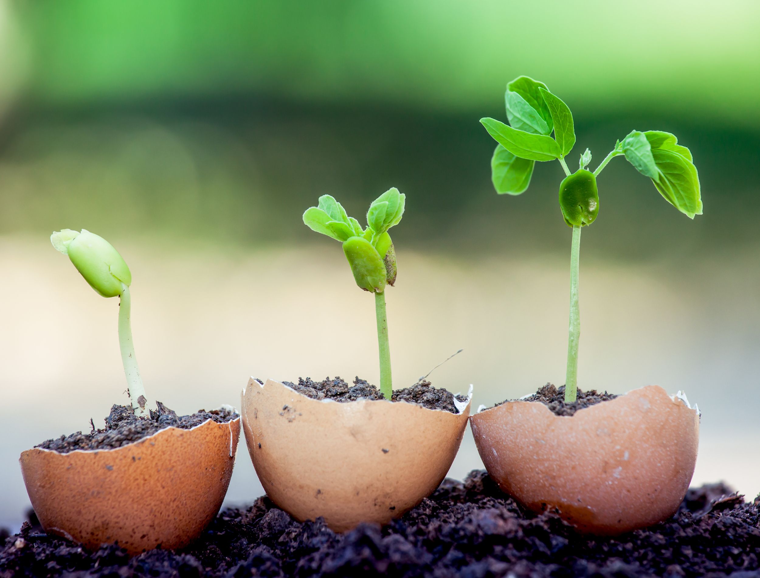 How To Use Eggshells In Your Garden