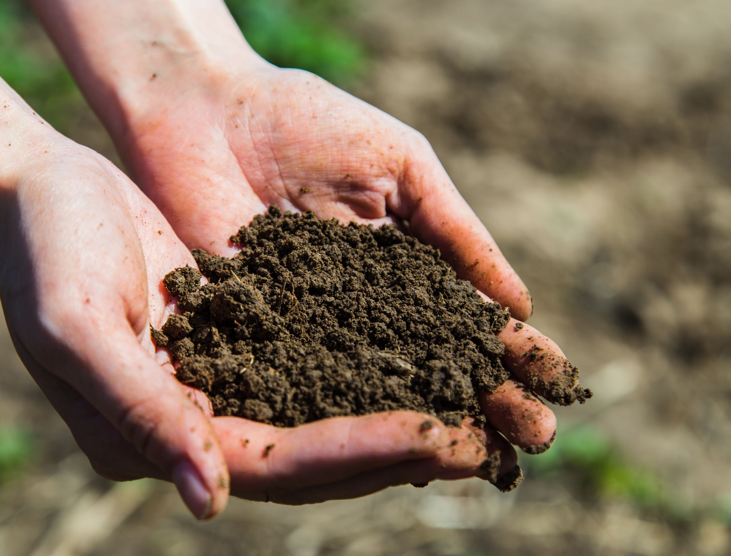 How to Sterilize Soil