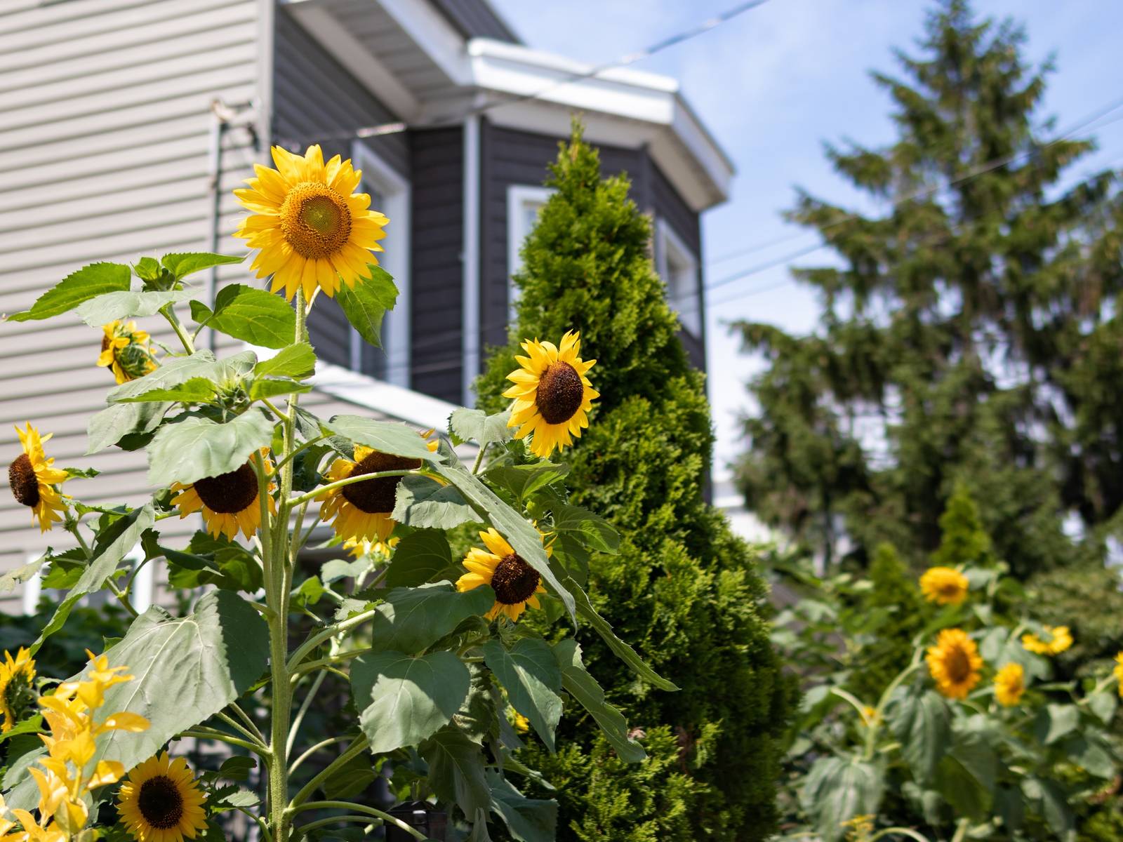 Can You Still Grow Sunflowers in Late Summer?