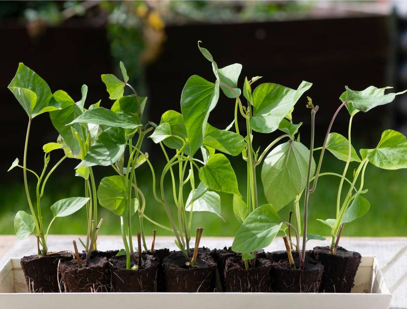 How To Grow Sweet Potatoes in Containers