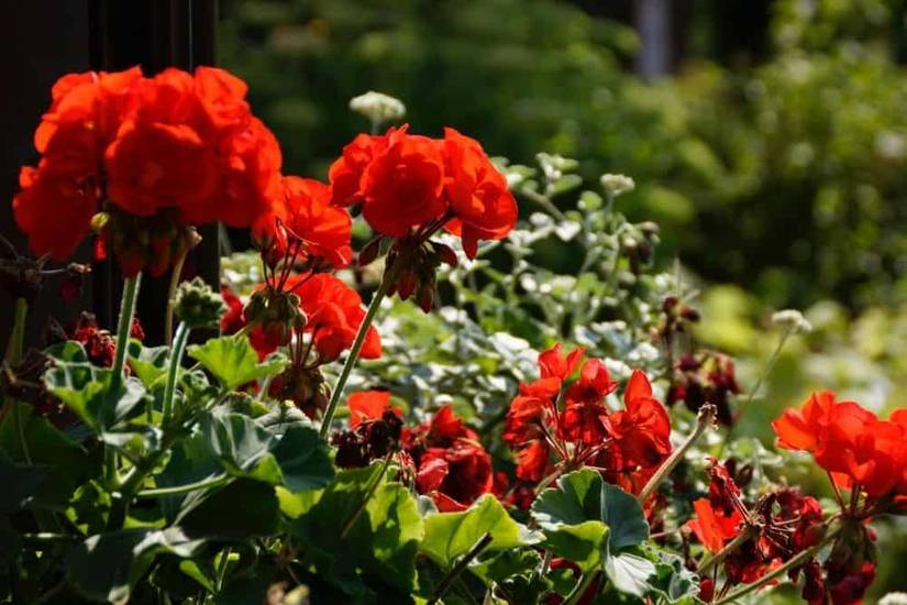 rhododendron kaufen preis Rhododendron lila | kaufen