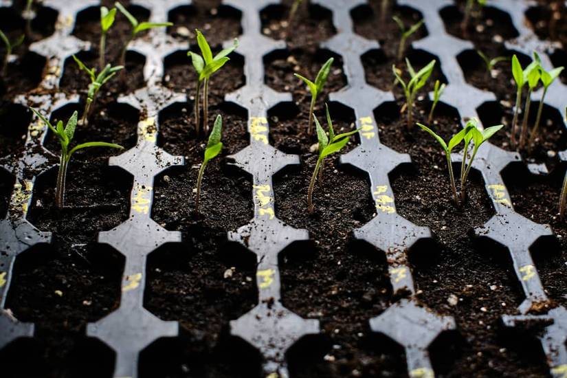 Why You Should Add Coffee Grounds To Your Tomato Plant's Soil