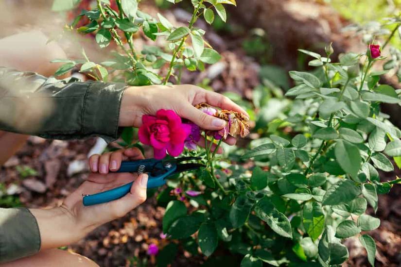 How To Deadhead Your Flowers