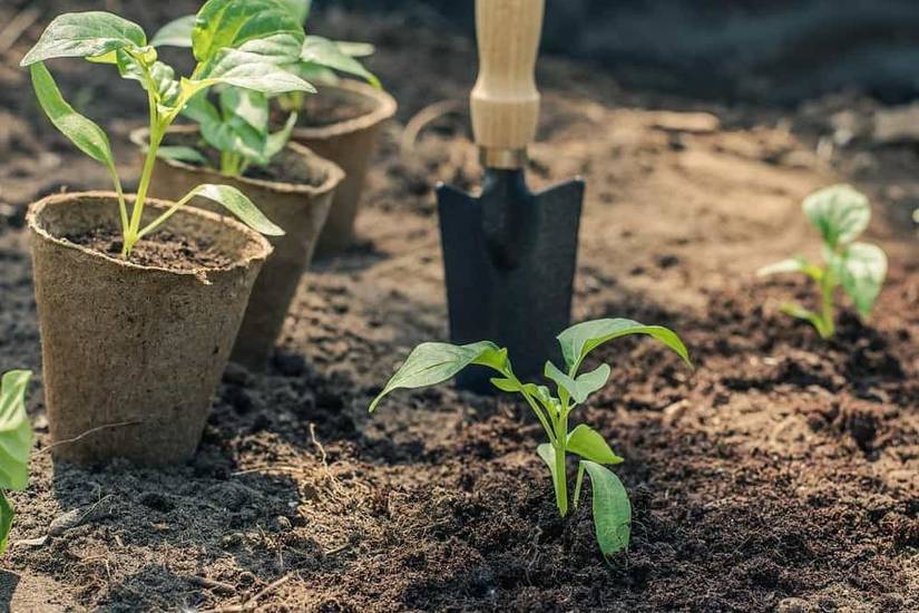 What Is The Best Time of Day To Plant Flowers In Your Garden?