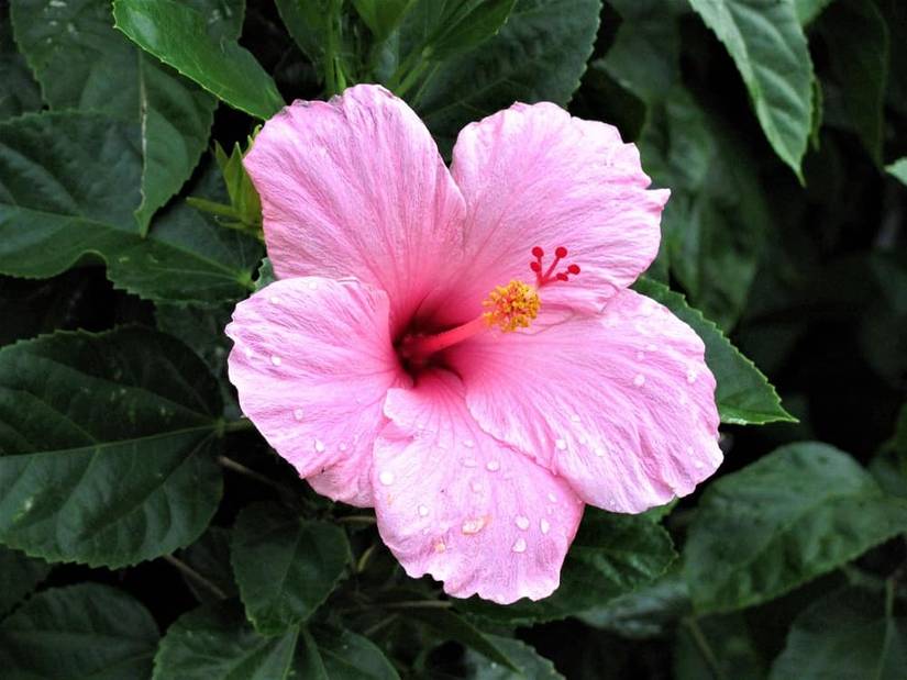 How To Winterize Your Hibiscus Plants