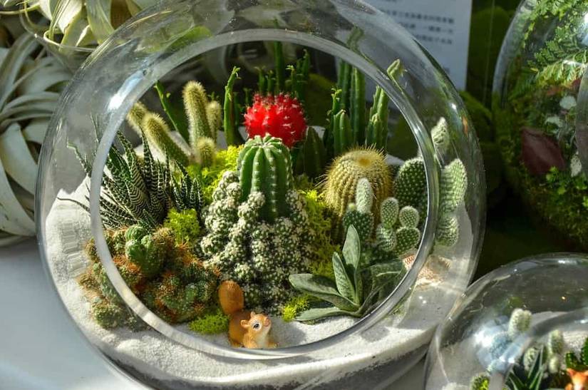 How To Make Homemade Succulent Soil
