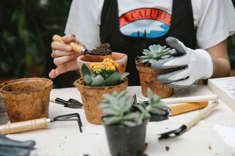 How To Make Homemade Succulent Soil