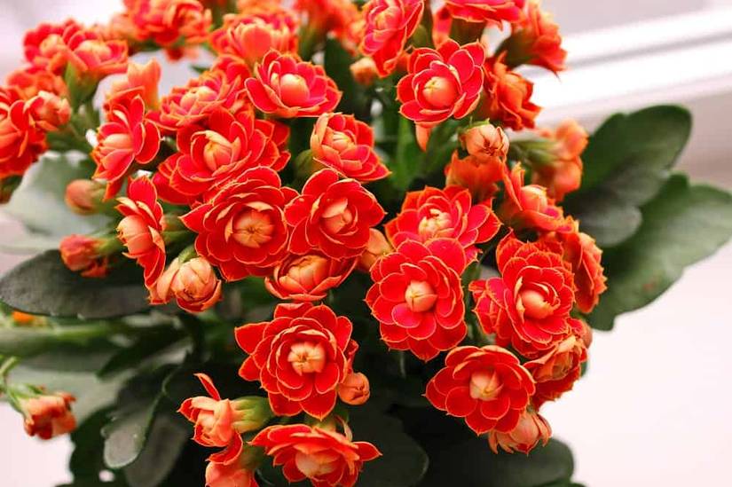 5 Beautiful Flowering Succulents For Your Indoor or Outdoor Garden