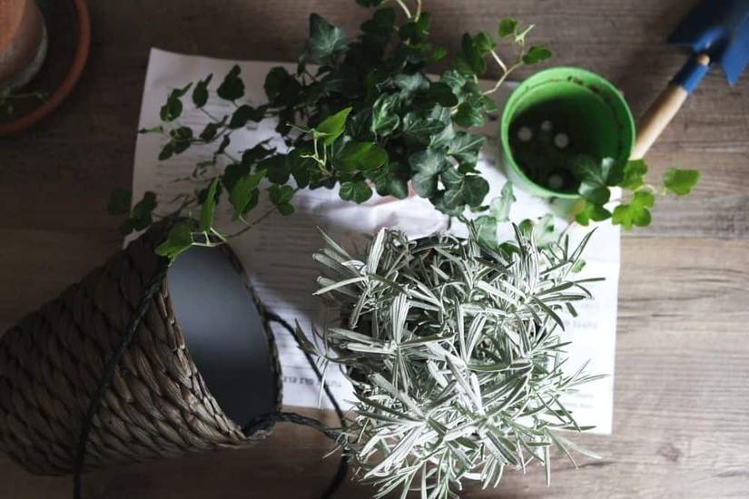7 Mistakes To Avoid When Repotting Your Plants