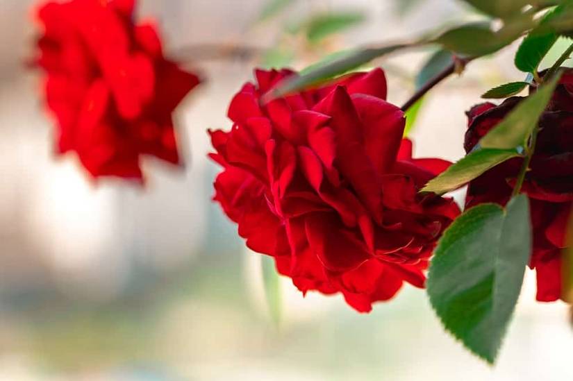 5 of the Most Beautiful Roses You Can Grow in Containers