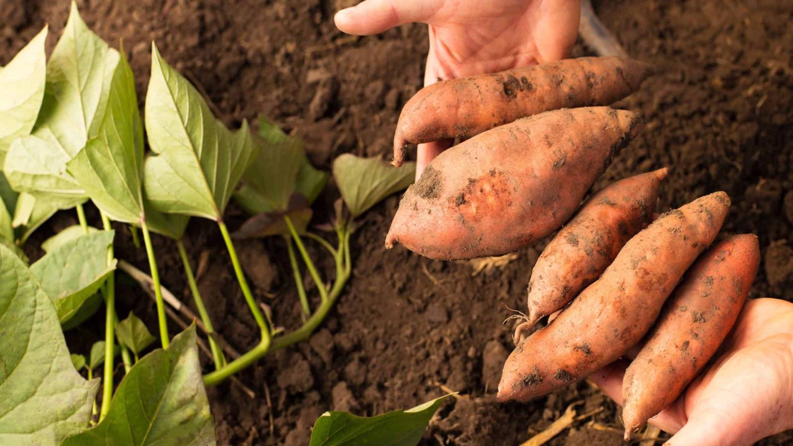 How To Harvest Sweet Potatoes, image size:1600x900