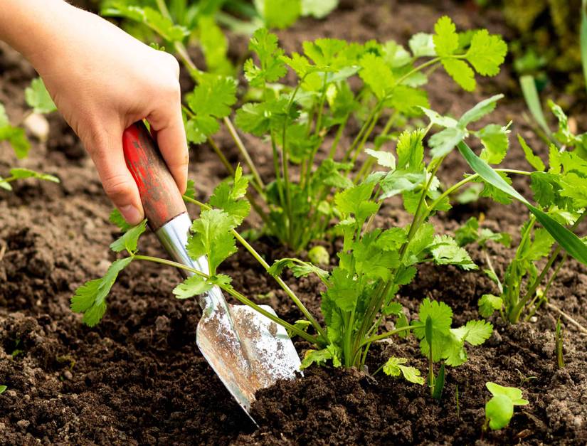 7 Tips for Growing Cilantro in Raised Beds